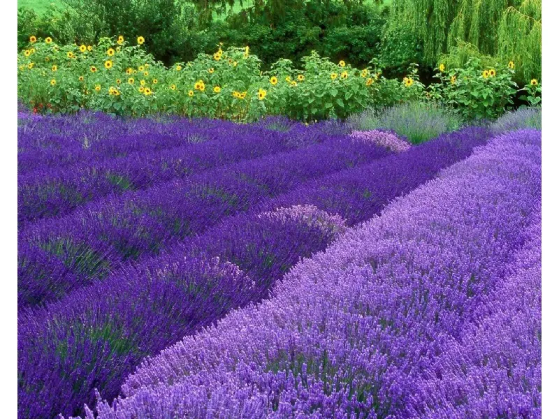 Pianta di lavanda