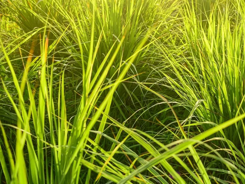Il forte aroma agrumato della citronella non è sopportato dalle zanzare