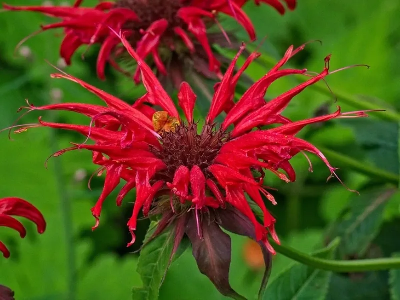 I fiori rossi della Monarda didyma profumano di bergamotto che fa fuggire le zanzare