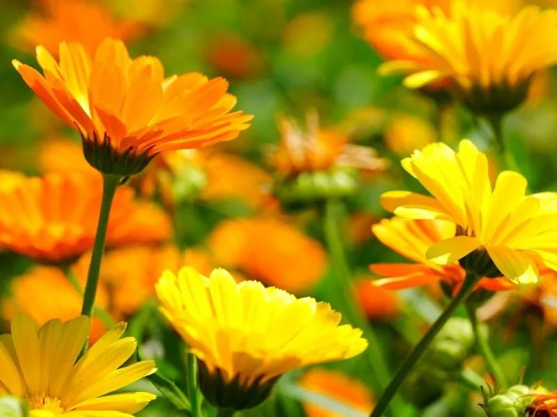 Per le zanzare le solari calendule hanno un odore ripugnante