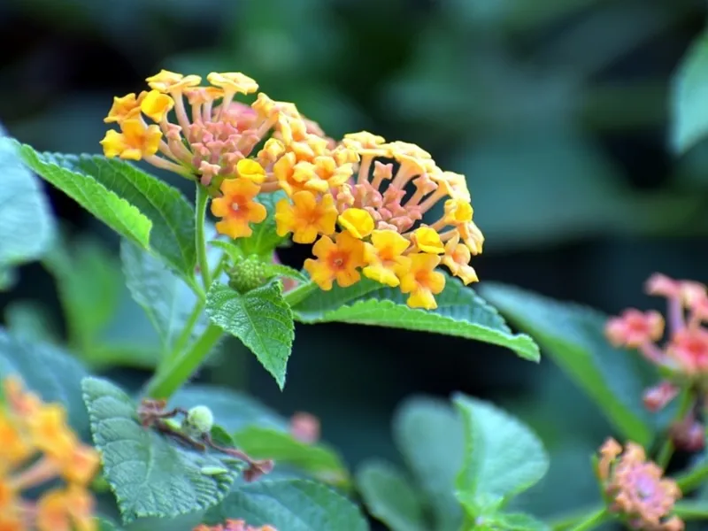 La lantana è una pianta dai fiori multicolor da cui le zanzare stanno alla larga