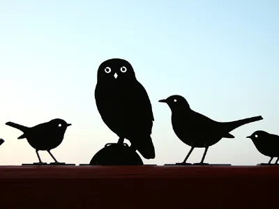 uccelli in controluce