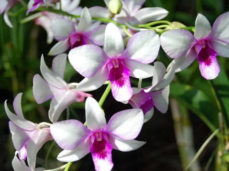 orchidea
