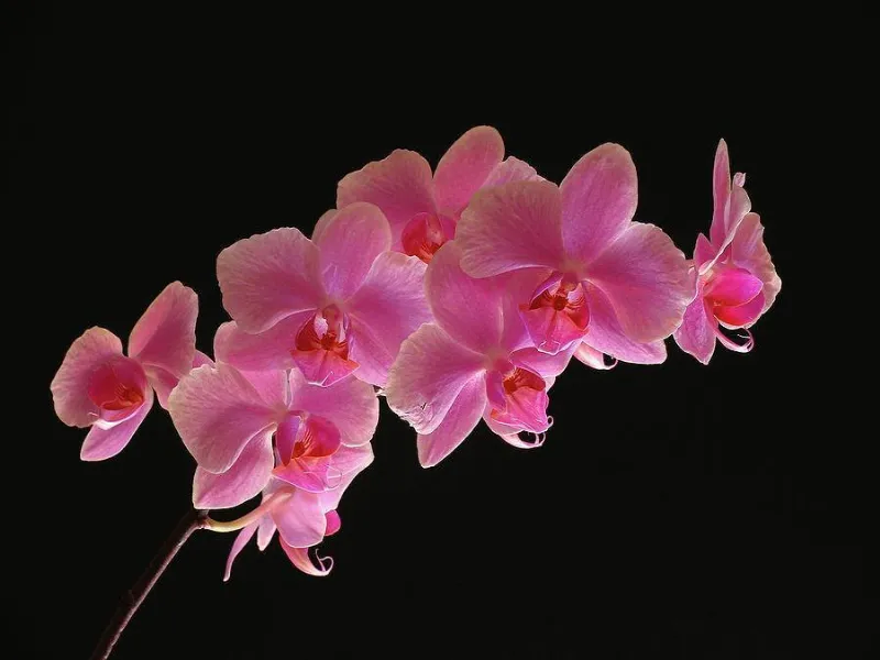 orchidee