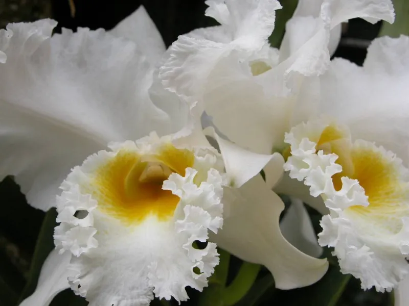orchidea bianca