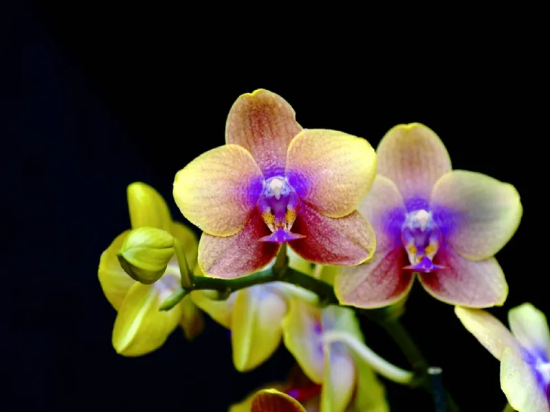orchidea rara