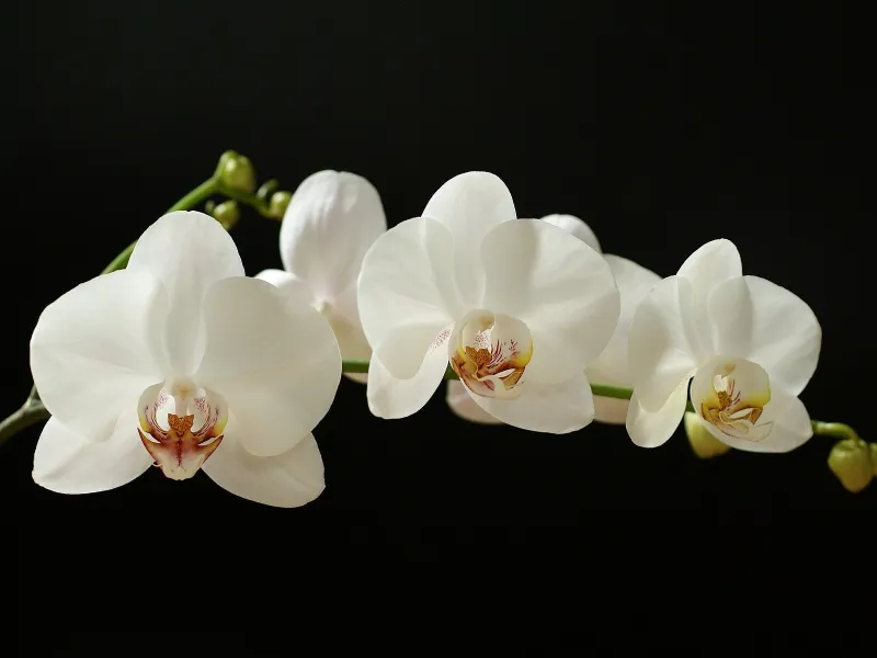 Orchidea bianca come curarla