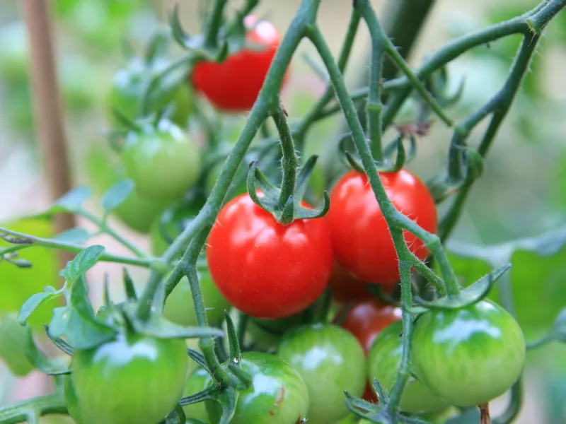 pianta di pomodori