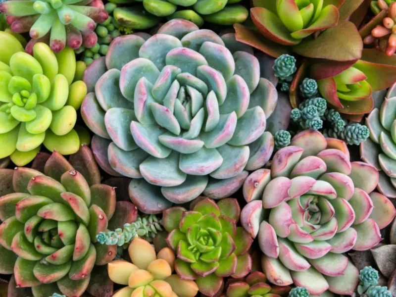 Echeveria, per un balcone verde tutto l'anno