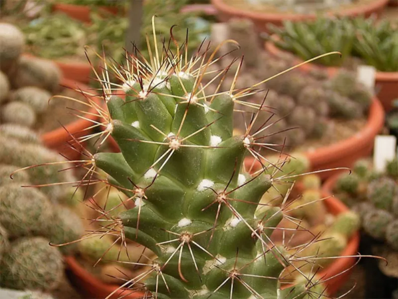 cactus