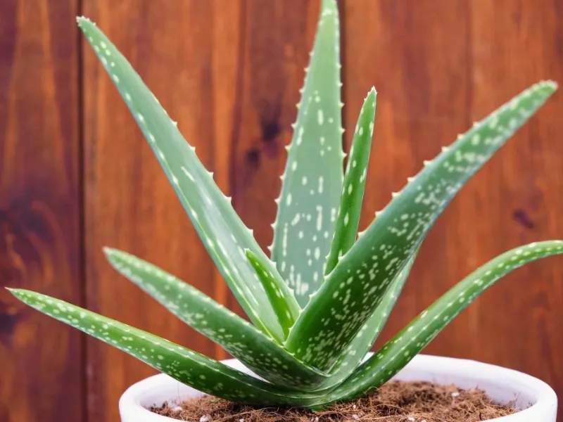 L'Aloe vera elimina il benzene e la formaldeide