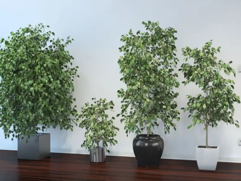 Il Ficus è fra le piante amiche dell'aria