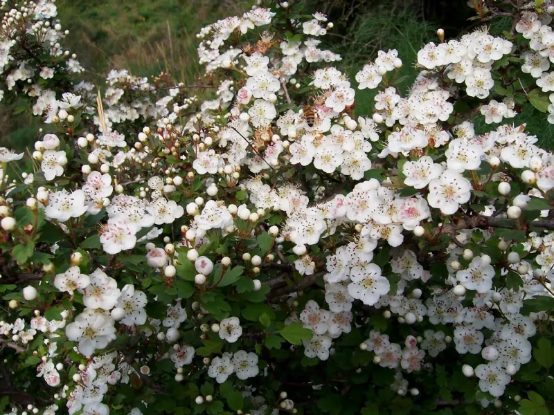 Piante ornamentali da giardino