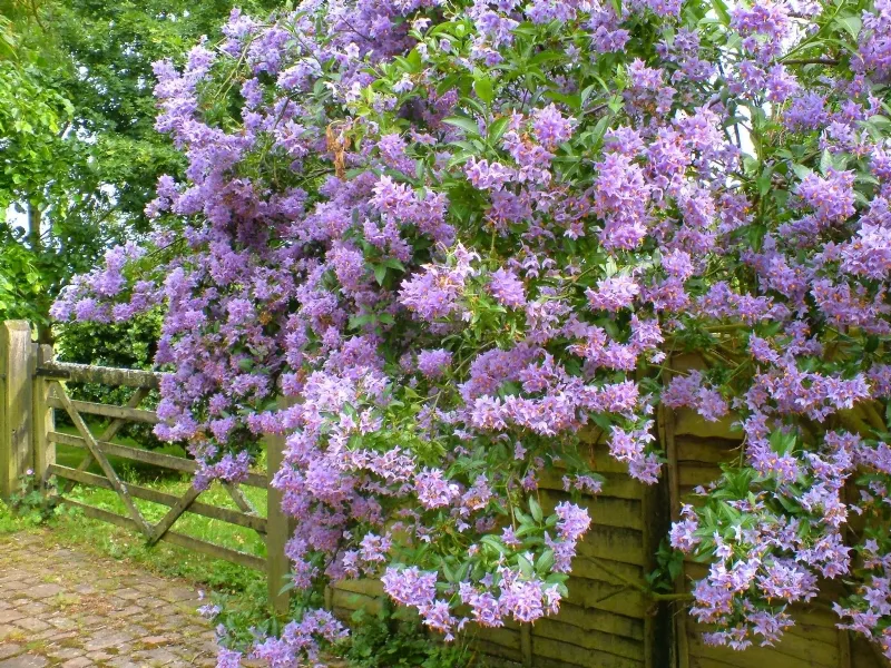Piante rampicanti da giardino