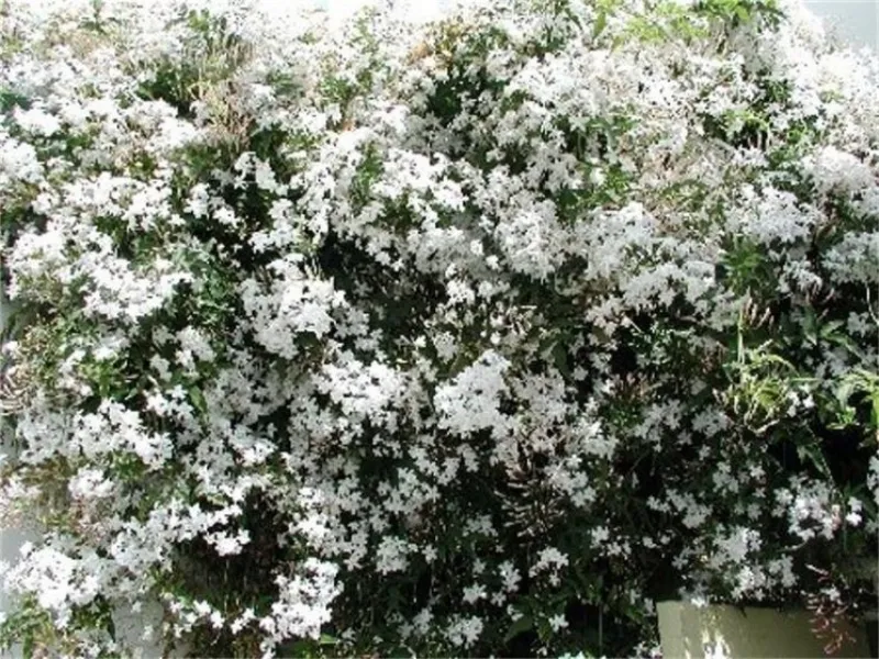 Piante rampicanti con fiori