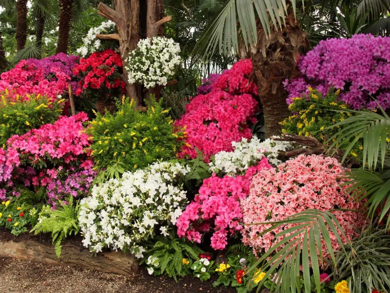 Cespugli di Azalee con fiori in diverse sfumature