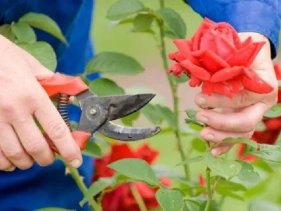 Quando potare le rose