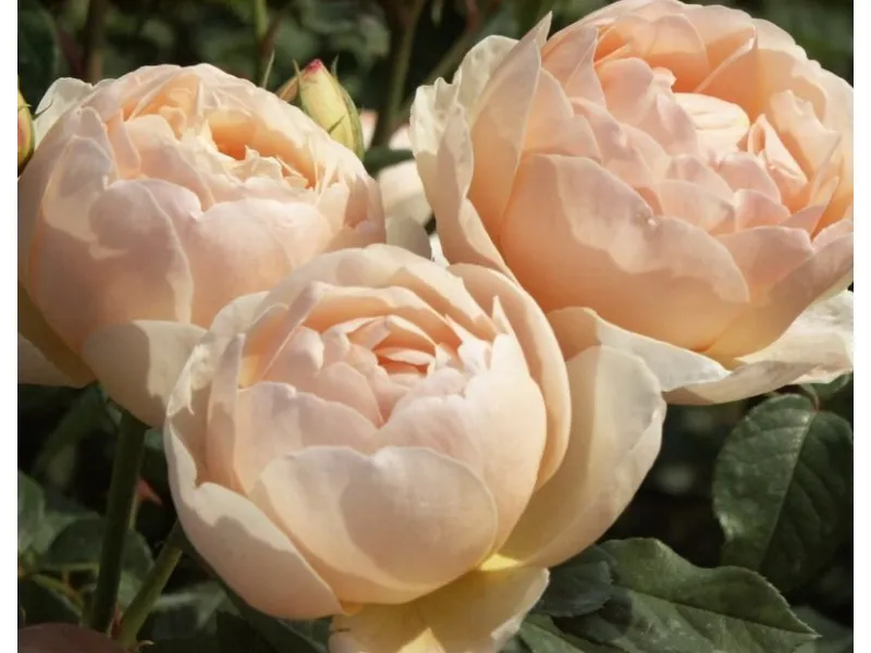 Potatura rose inglesi
