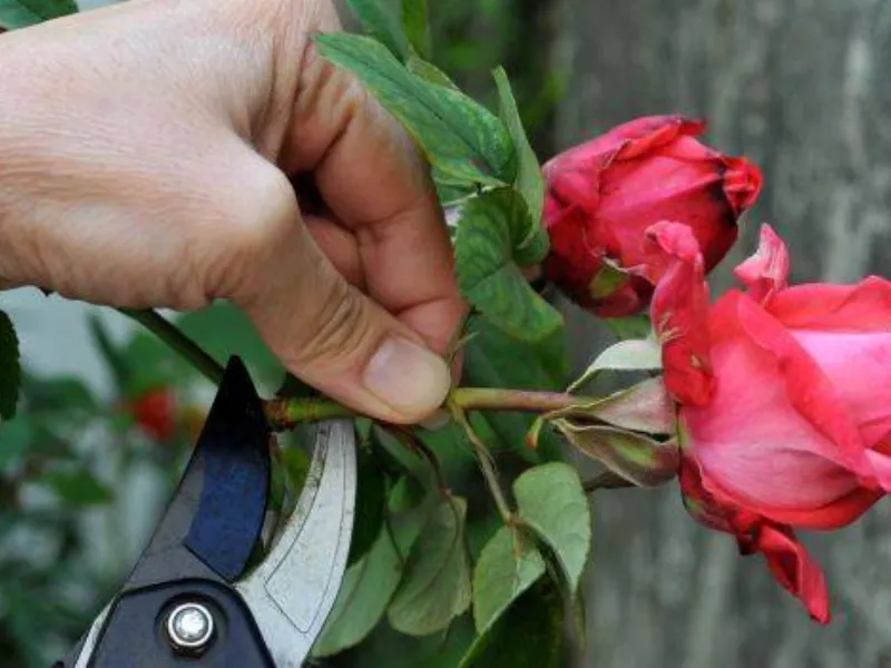 potare le rose