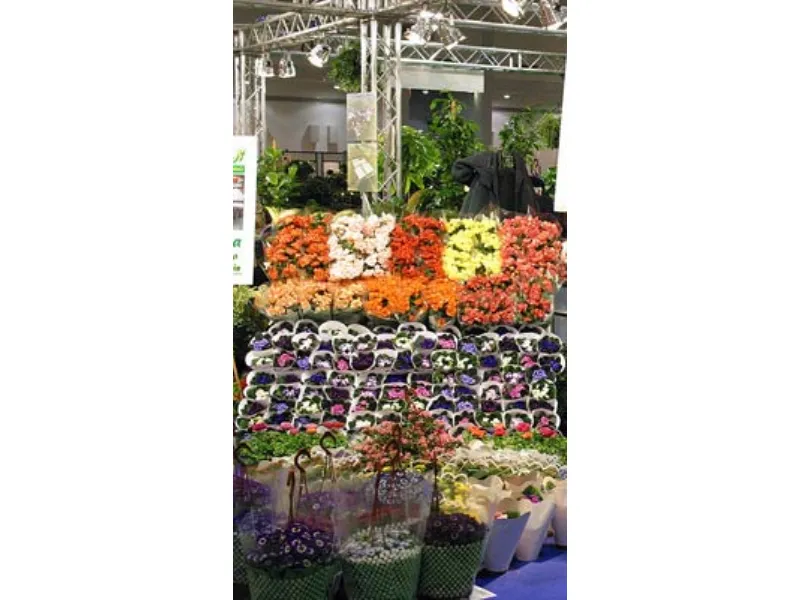 fiori per balconi