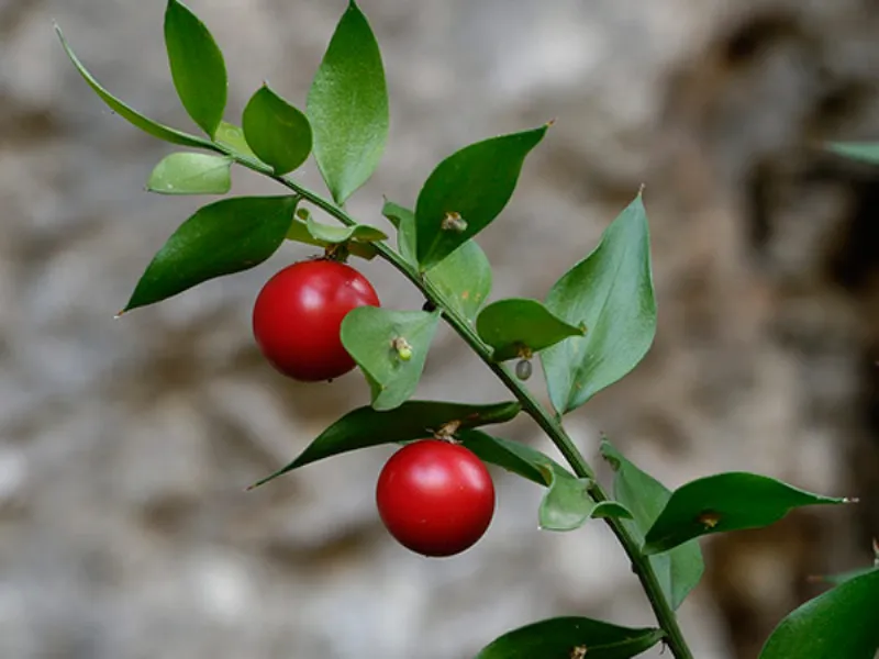 pungitopo cucina
