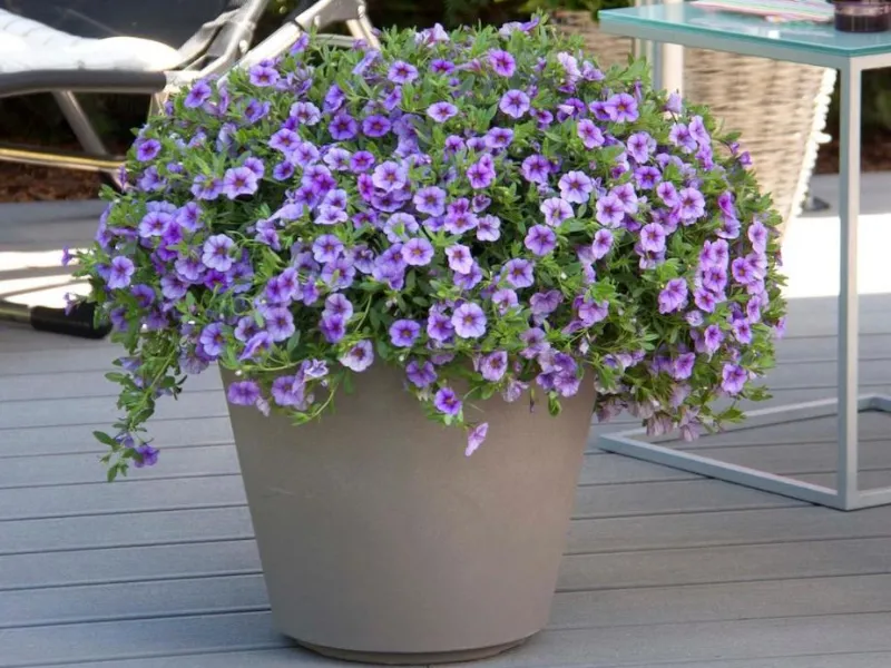 Calibrachoa