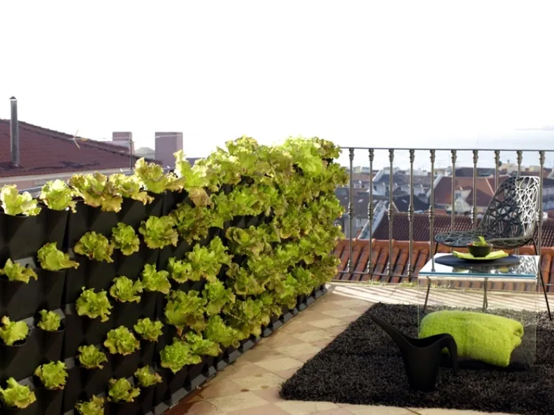 insalata coltivata sul terrazzo