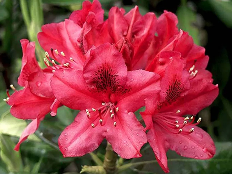 Potatura rododendro