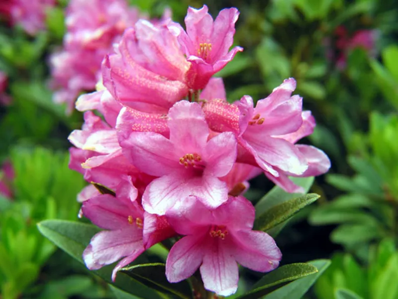 Coltivazione rododendro