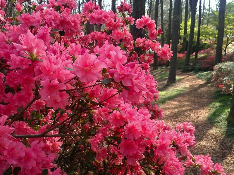 fiori di azalea
