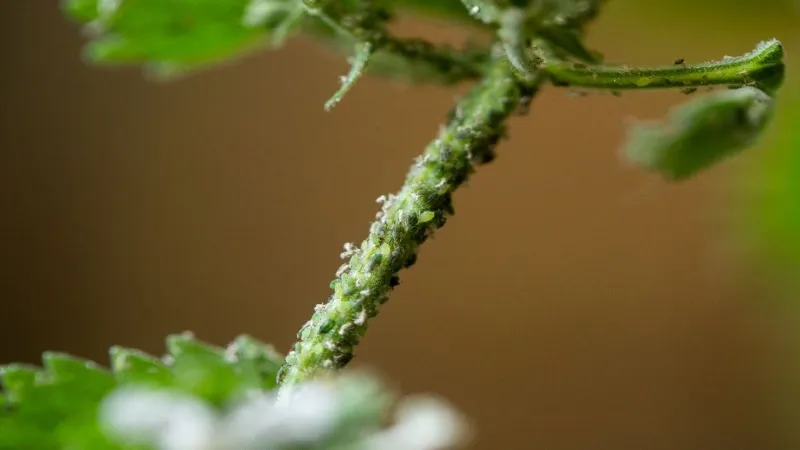 Esempi di afidi infestanti la pianta